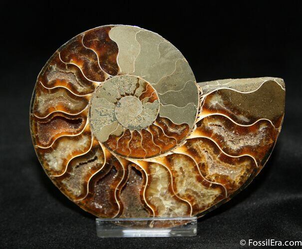 Beautiful Inch Cut Ammonite (Half) #1071